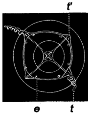 Fig. 66. The same as Fig. 65, from below, still more magnified; t long tentacles., t' rudimentary tentacle, e eye-speck on each side of base of tentacles.