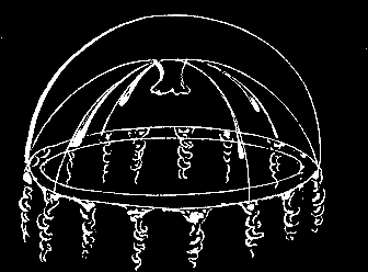 Fig. 73. Adult Clytia; twice natural size.