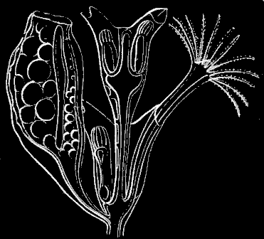 Fig. 85. Magnified portion of Fig. 84.