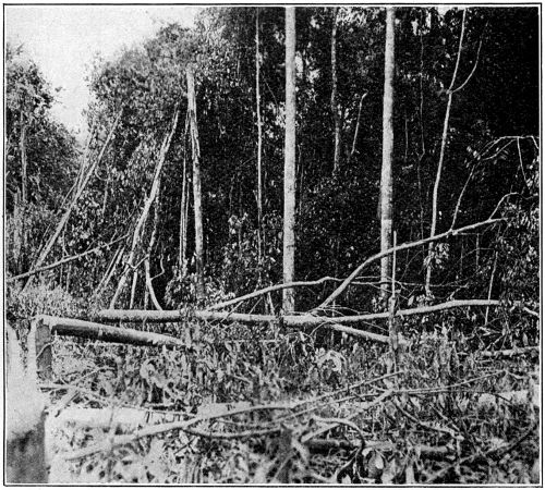 Felling Light (Secondary) Jungle