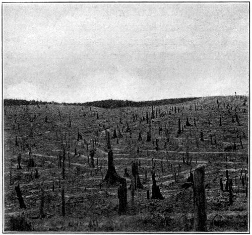 Clearing Ready for Planting