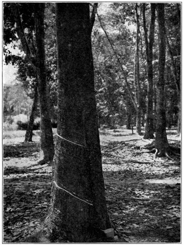 Two Cuts on a Quarter Circumference, on an Old Tree