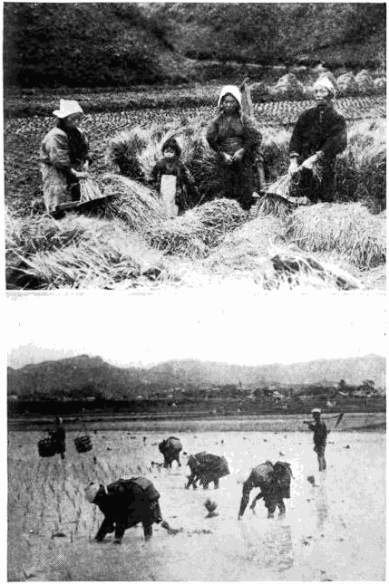 A FAMILY AT WORK IN A RICE-FIELD TRANSPLANTING YOUNG RICE PLANTS