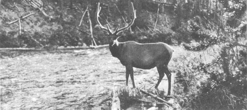 BULL ELK  Photo by Crandall.