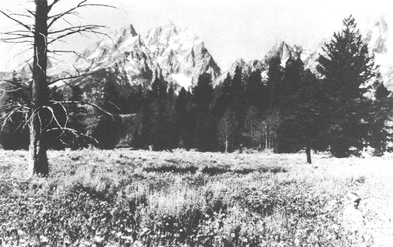 THE SNOW-CAPPED TETONS LOOK DOWN ON BEAUTIFUL WILD-FLOWER FIELDS  Copyright, Crandall.