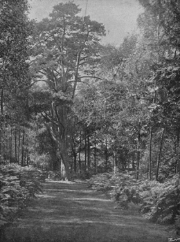 A Grass Path in the Copse.