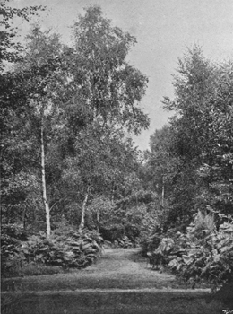 Grass Walks through the Copse.