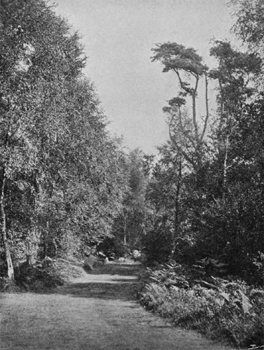 Grass Walks through the Copse.