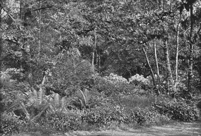 Rhododendrons at the Edge of the Copse.