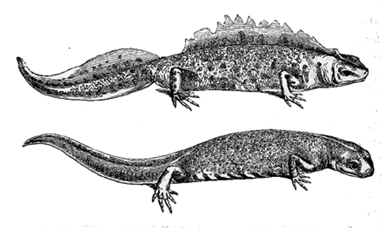 Fig. 31. Triton cristatus (half natural size, from Bell’s ‘British Reptiles’). Upper figure, male during the breeding-season; lower figure, female.