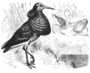 Fig. 37. The Ruff or Machetes pugnax (from Brehm’s ‘Thierleben’).