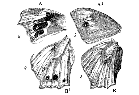 Fig. 52. Cyllo leda, Linn., from a drawing by Mr. Trimen, shewing the extreme range of variation in the ocelli.