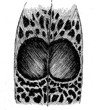 Fig. 55. Part of a tail-covert of Polyplectron malaccense, with the two oval ocelli, partially confluent, of nat. size.