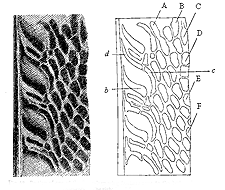 Fig. 58. Portion of one of the Secondary wing-feathers near to the body; shewing the so-called elliptic ornaments.