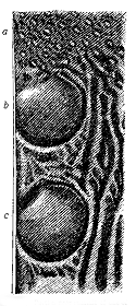 Fig. 59. Portion near summit of one of the Secondary wing-feathers, bearing perfect ball-and-socket ocelli.