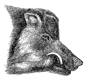 Fig. 63. Head of common wild boar, in prime of life (from Brehm).