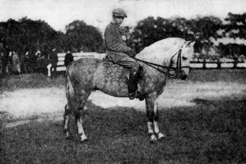 MY LORD PEMBROKE   Welsh Mountain Pony Stallion. Winner of First Prize at Brockton Fair,   1912, for best pony thirteen hands or under shown under saddle