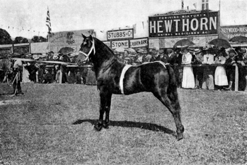 IMPORTED WELSH STALLION RAINBOW   Winner of many prizes in England and Wales. Under twelve hands