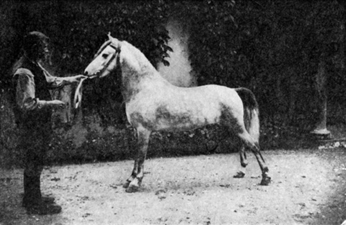 MY LORD PEMBROKE WHEN THREE YEARS OLD   Taken at Shrewsbury, England