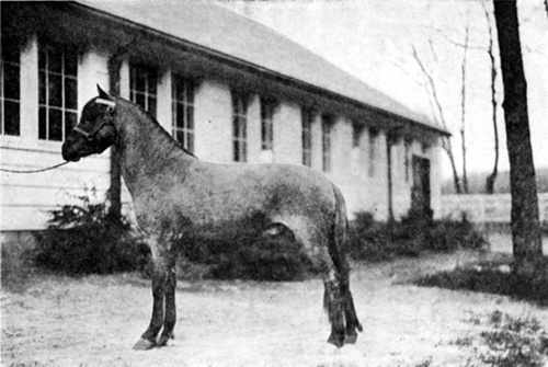 LONGMYND POLLOX   Imported Welsh Pony. Twelve hands