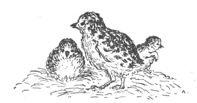 PTARMIGAN CHICKS