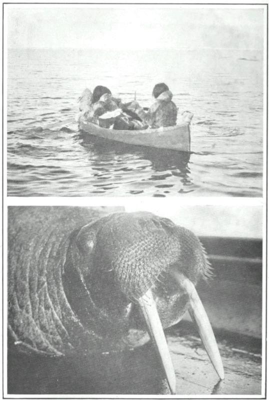 TOWARD CAPE SPARBO IN A CANVAS BOAT WALRUS