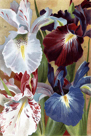 ENGLISH IRISES (56-59)