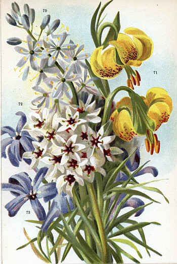 CAMASSIA CUSICKI (70) LILIUM PYRENAICUM (71) ALLIUM ERDELII (72) IXIOLIRION PALLASI (73)