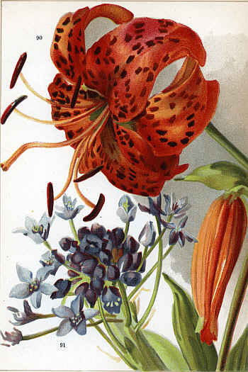 LILIUM TIGRINUM (90) BRODIÆA BRIDGESI (91)