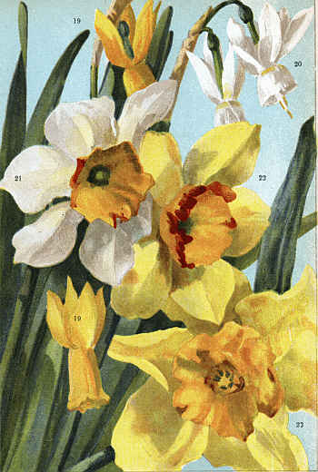 (DAFFODILS 19. CYCLAMINEUS, 20. TRIANDRUS ALBUS, 21. PRINCESS MARY OF CAMBRIDGE, 22. GLORIA MUNDI, 23. SIR WATKIN)