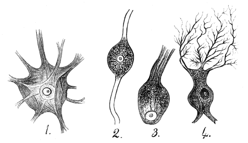 Nerve Cells