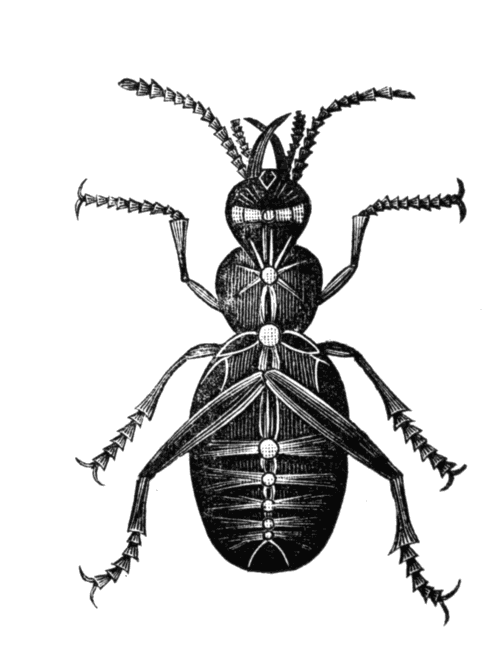 Nerve System of the Insect, showing distinct centres.