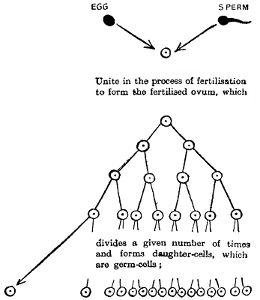 Diagramm of germ-cells and embryo