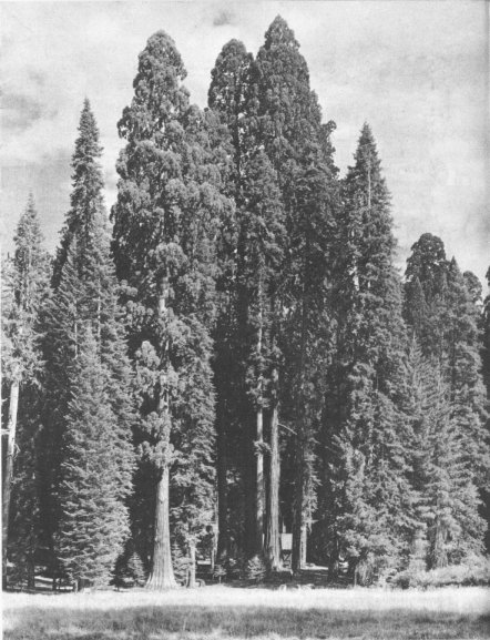 GROUP OF BIG TREES ON EDGE OF ROUND MEADOW