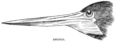 ANHINGA.