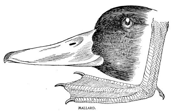 MALLARD.