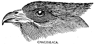 CHACHALACA.