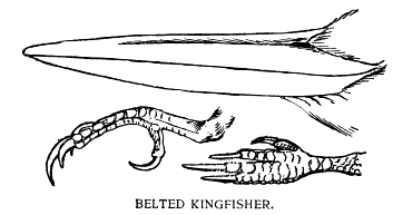 BELTED KINGFISHER.