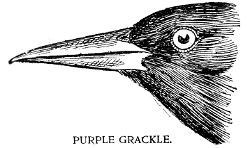 PURPLE GRACKLE.