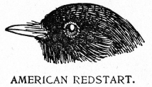 AMERICAN REDSTART.