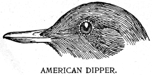 AMERICAN DIPPER.