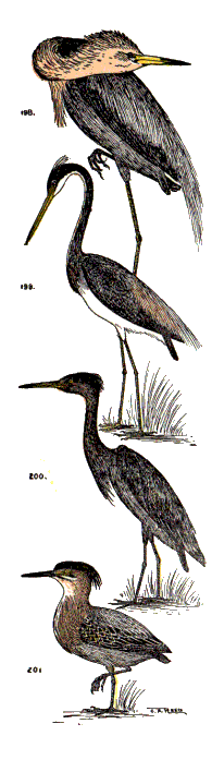 bird images