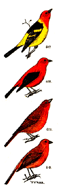 bird images