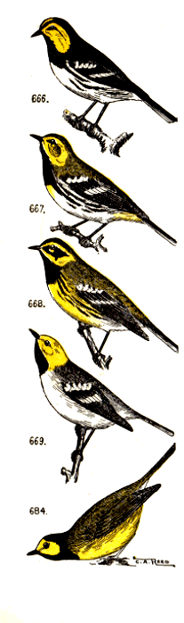 bird images