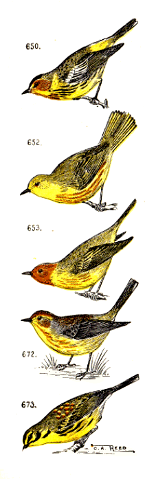 bird images