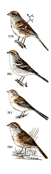 bird images