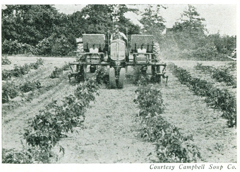  Courtesy Campbell Soup Co. Figure 6.—Cultivating and side-dressing tomatoes.