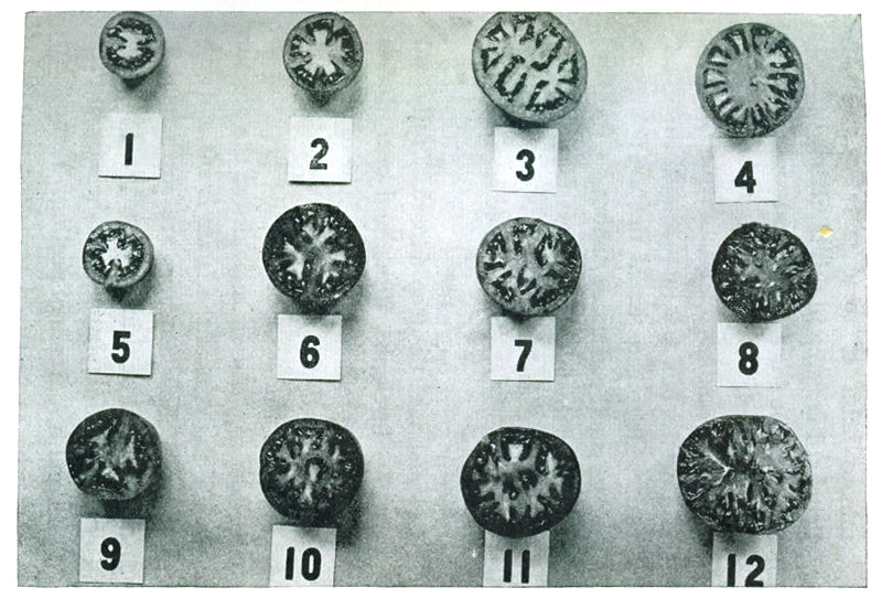 Figure 7.—Types of tomato interiors. 1, 5. Small fruited sorts. 2, 6, 9. Bonny Best. 3, 7, 10. Chalk Jewel. 3, 7, 11. Stone. 4, 8. Earliana. 12. Ponderosa.