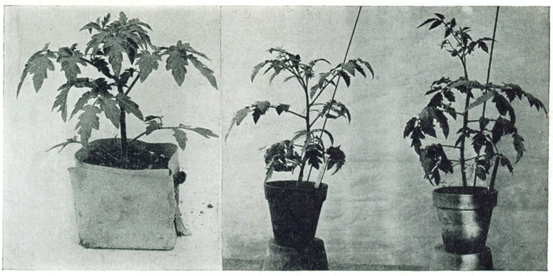 Figure 12.—Plants for the early crop. 1. Shows plants in paper bands of excellent proportion and thrift but not yet in bloom. 2. In blossom but fruit has not yet set. 3. Similar to 2 but a little further advanced and has actually set fruit.