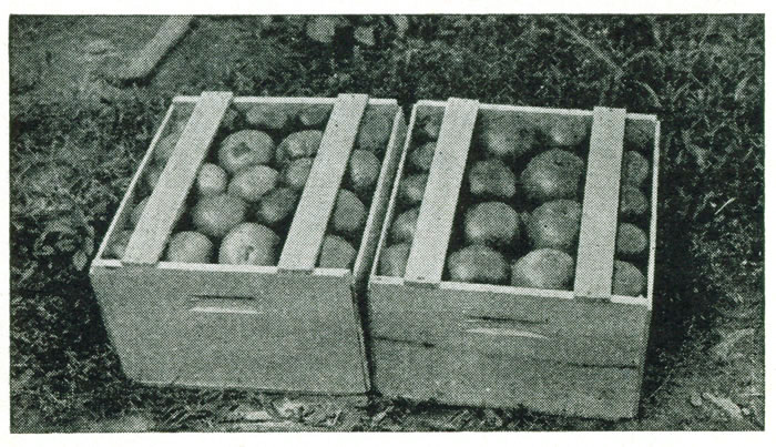 Figure 25.—The Connecticut half bushel box. Figure 19 shows how this is packed.